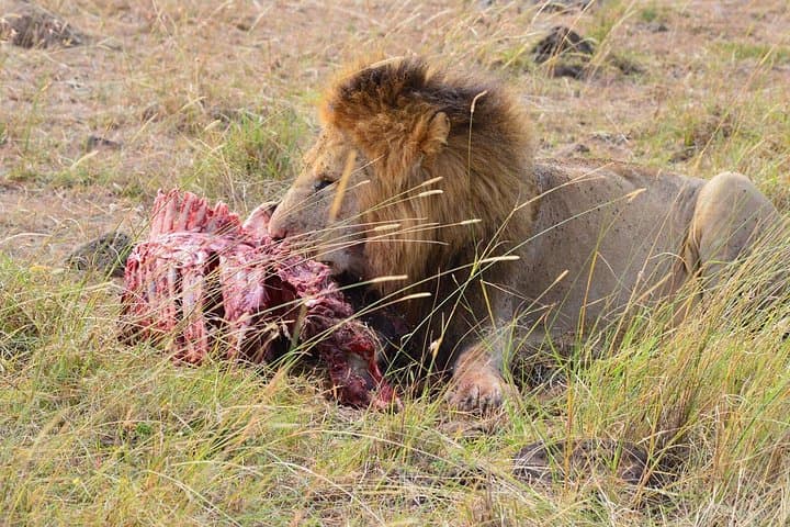 8-Day Mid-Range Safari: Maasai Mara, Serengeti, Ngorongoro & Tarangire photo 1