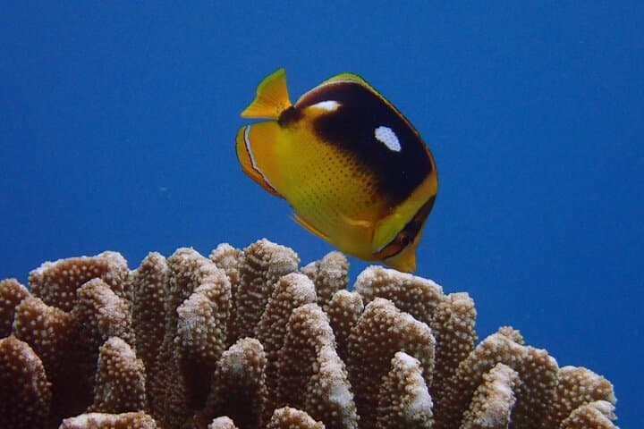 Guided Lahaina Shore Dive for Certified Divers — Kaanapali Turtles & Rays photo 6