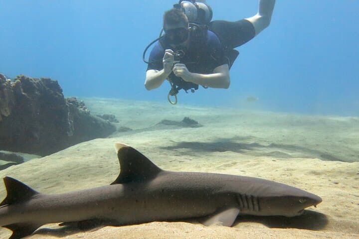 Guided Lahaina Shore Dive for Certified Divers — Kaanapali Turtles & Rays photo 5