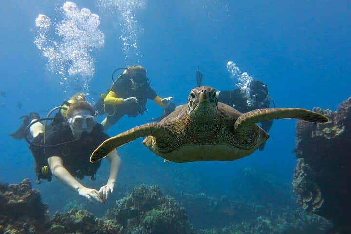 Guided Lahaina Shore Dive for Certified Divers — Kaanapali Turtles & Rays photo 3