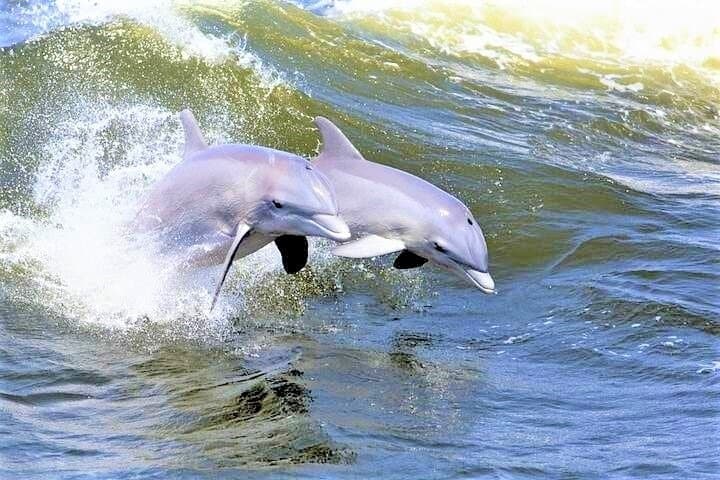 Hilton Head Ocean Dolphin Cruise — Vagabond Dolphin Watching from Harbour Town