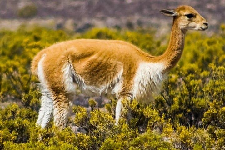 2-Day Rainbow Mountain Trek from Cusco — Vinicunca & Red Valley Camping photo 5