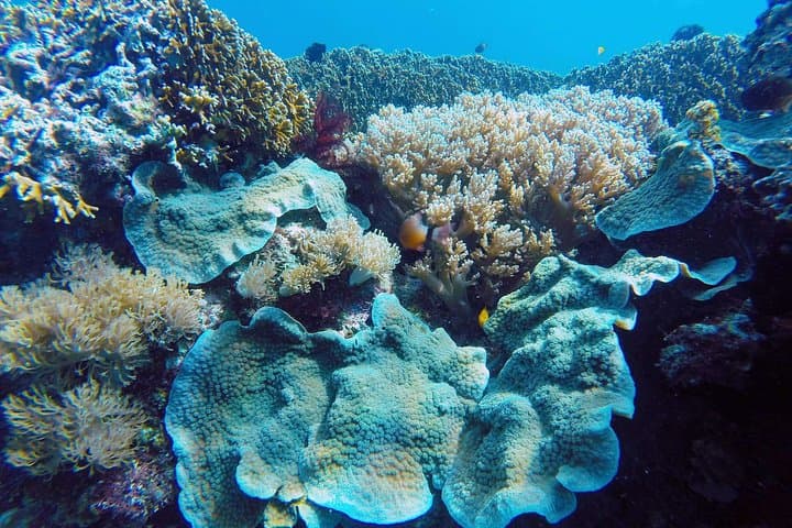 Puerto Galera Island Hopping: Beaches, Snorkel & Starfish Sandbars photo 2