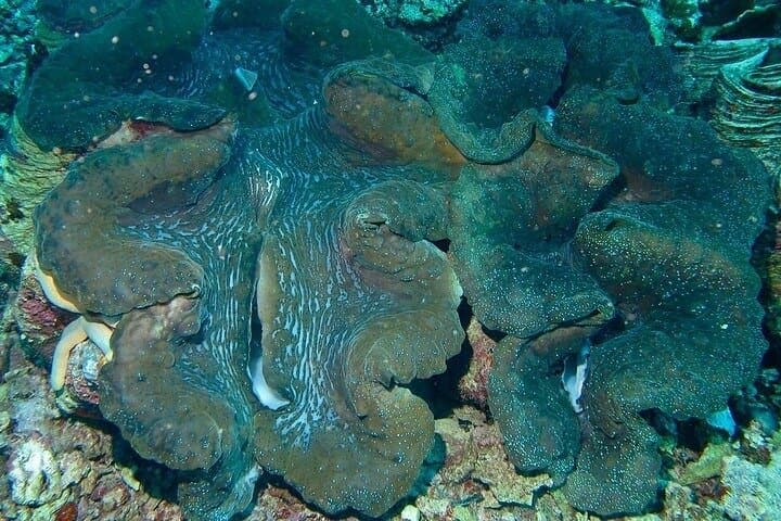 Puerto Galera Island Hopping: Beaches, Snorkel & Starfish Sandbars photo 6