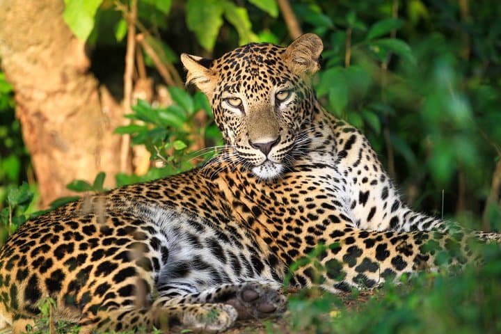 Wild Night: One-Night Safari Camping in Wilpattu National Park, Sri Lanka photo 3