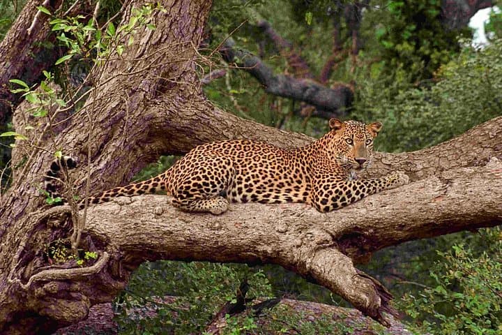 Two-Night Camping in Wilpattu National Park — Overnight Safari & Wildlife Expedition photo 2