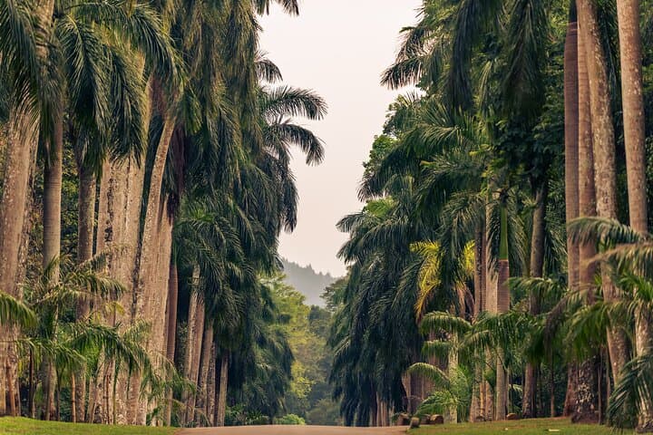 Kandy Day Trip from Hikkaduwa: Temple, Gardens & Cultural Show photo 6