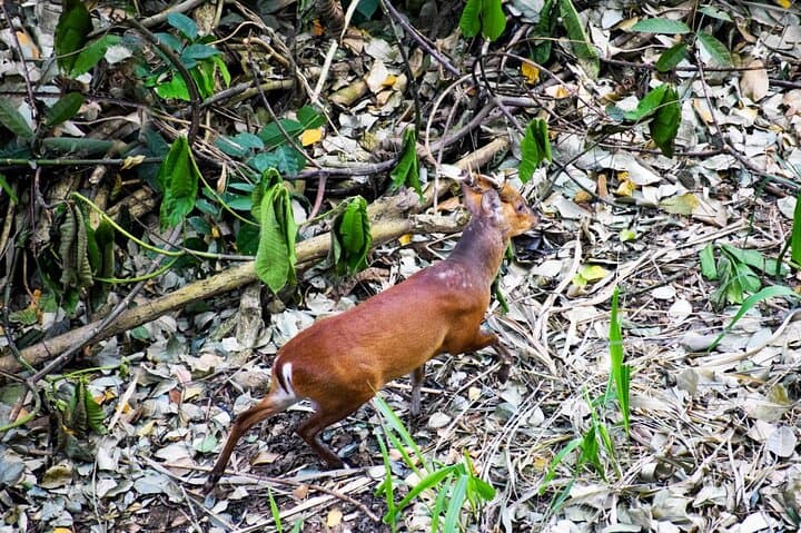 Udawattakele Forest Hike in Kandy: Ancient Trails & Birding photo 2