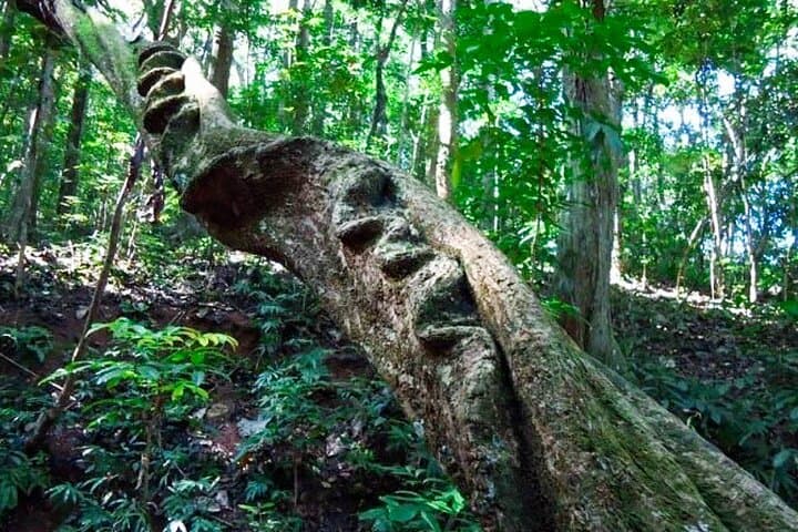 Udawattakele Forest Hike in Kandy: Ancient Trails & Birding photo 3
