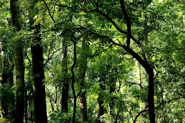 Udawattakele Forest Hike in Kandy: Ancient Trails & Birding photo 6