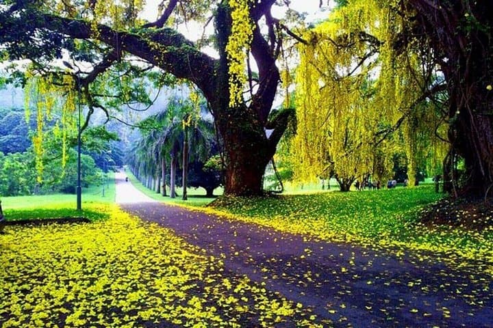 Private Kandy Day Tour: Safari, Spice Garden & Cultural Dance from Colombo photo 1