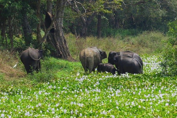 One-Night Camping in Wasgamuwa National Park: Overnight Safari Experience photo 2