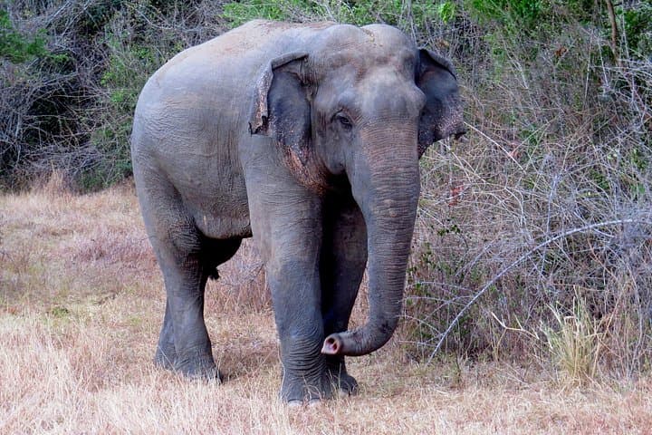 One-Night Camping in Wasgamuwa National Park: Overnight Safari Experience photo 4