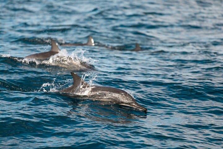 Lovina Dolphin Watching, Snorkeling & Git-Git Waterfall Day Tour Bali photo 2