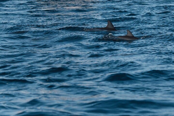 Lovina Dolphin Watching, Snorkeling & Git-Git Waterfall Day Tour Bali photo 3