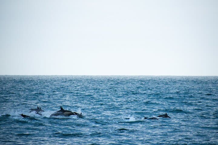 Lovina Dolphin Watching, Snorkeling & Git-Git Waterfall Day Tour Bali photo 4