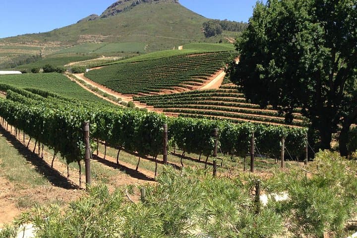 Full-Day Stellenbosch & Franschhoek Wine Tour with Cheese Tasting from Cape Town photo 2