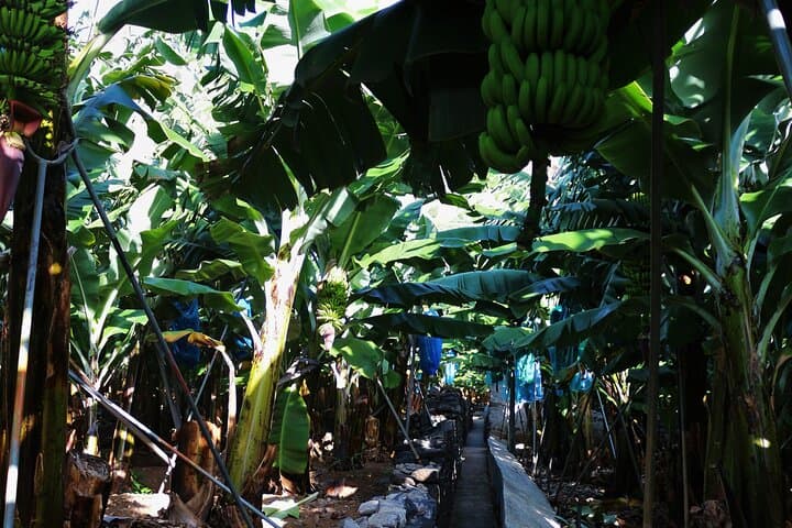 Private 4WD West Madeira Day Tour — Tailored, Off-Beat, No Groups photo 2