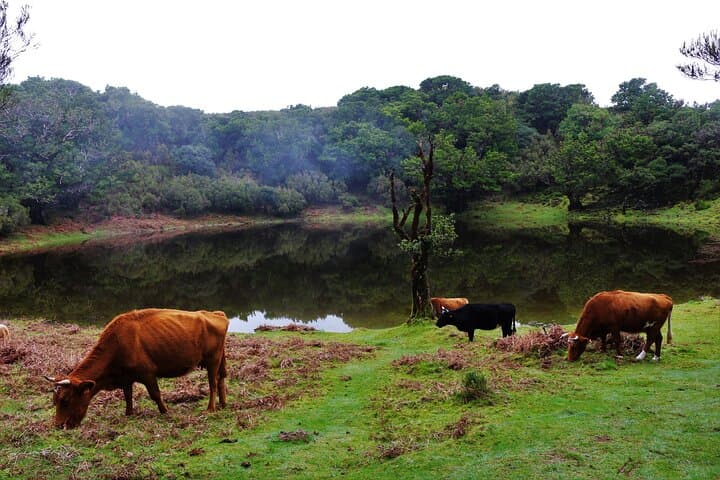 Private 4WD West Madeira Day Tour — Tailored, Off-Beat, No Groups photo 5