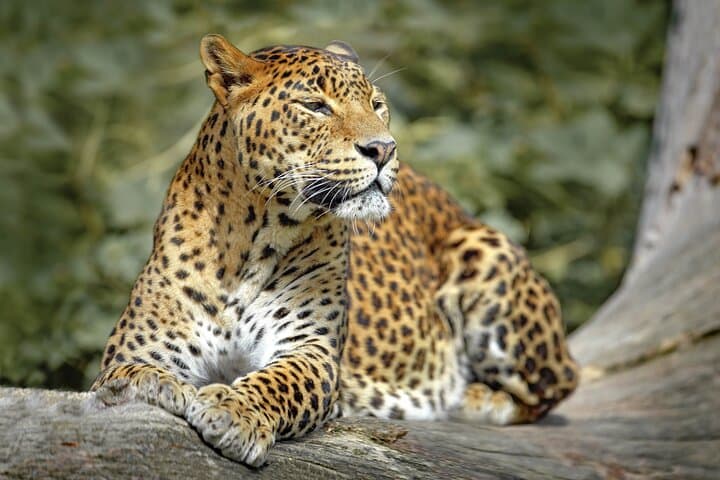 Wilpattu National Park Jeep Safari from Dambulla — Leopard-Spotting Day Trip
