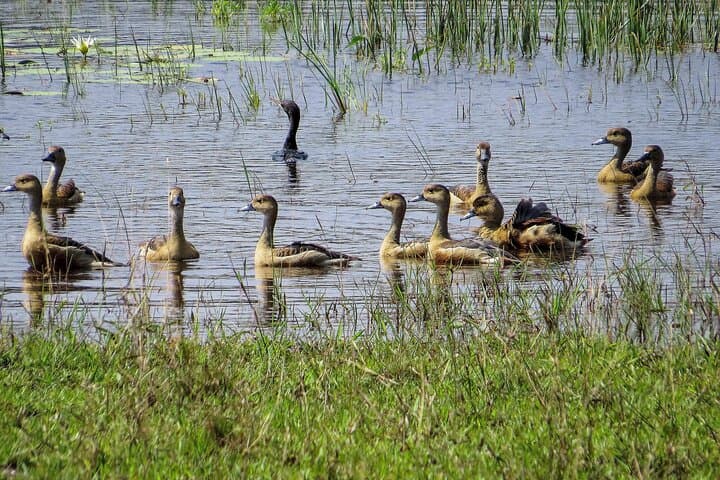 Wilpattu National Park Jeep Safari from Dambulla — Leopard-Spotting Day Trip photo 2