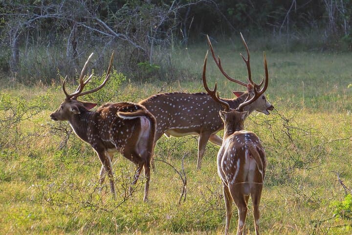 Wilpattu National Park Jeep Safari from Dambulla — Leopard-Spotting Day Trip photo 3