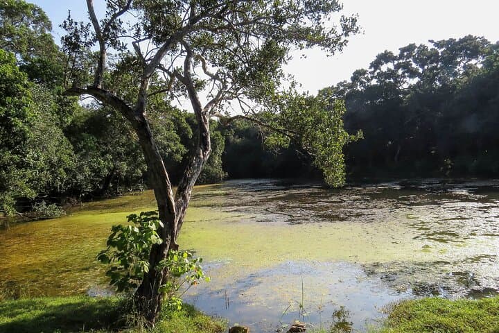 Wilpattu National Park Jeep Safari from Dambulla — Leopard-Spotting Day Trip photo 4
