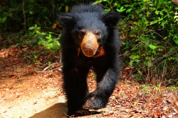 Wilpattu National Park Jeep Safari from Dambulla — Leopard-Spotting Day Trip photo 6