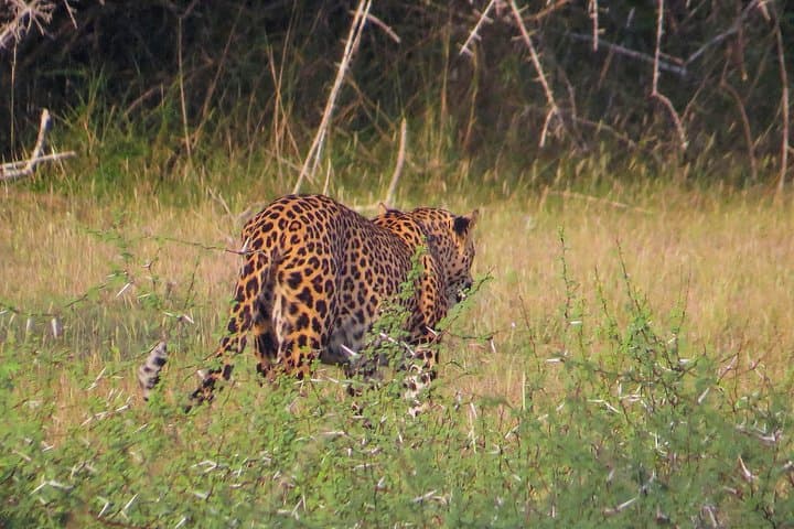 Wilpattu Safari from Habarana — Jeep Game Drive for Leopards & Elephants photo 3
