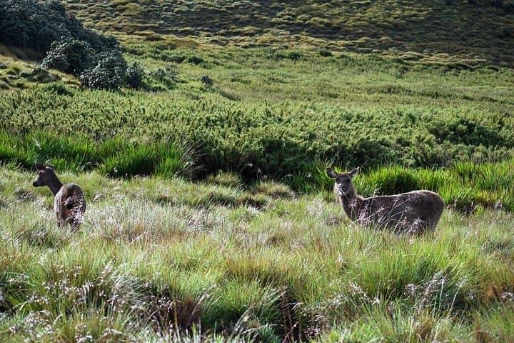 Horton Plains Hike from Ella: Full-Day 14 km Trek to World’s End photo 3