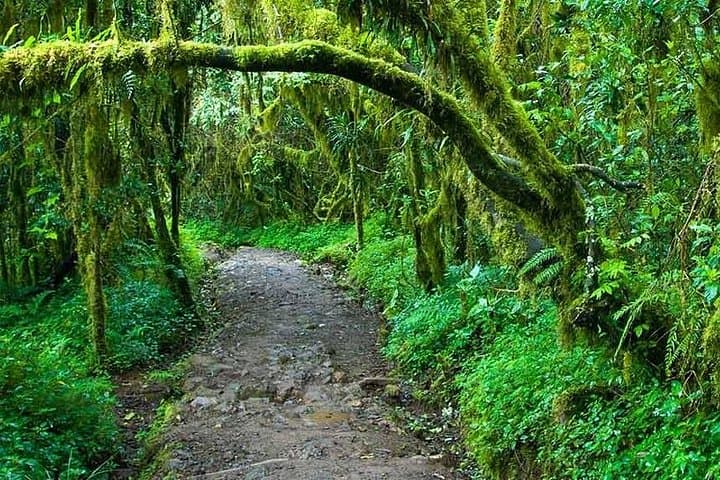 Day Trek on Mount Kilimanjaro’s Marangu Route: Mandara Hut & Shira Plateau Views photo 3