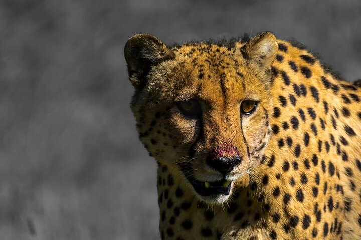 Addo to Karoo: 4-Day Safari from Gqeberha through Addo, Mountain Zebra & Camdeboo