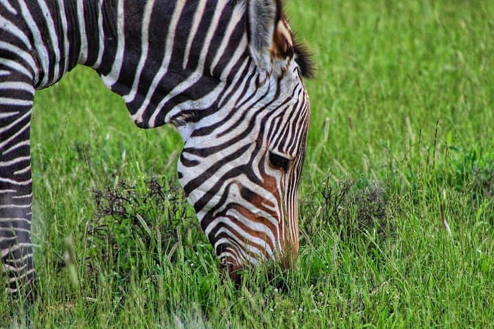 Addo to Karoo: 4-Day Safari from Gqeberha through Addo, Mountain Zebra & Camdeboo photo 3