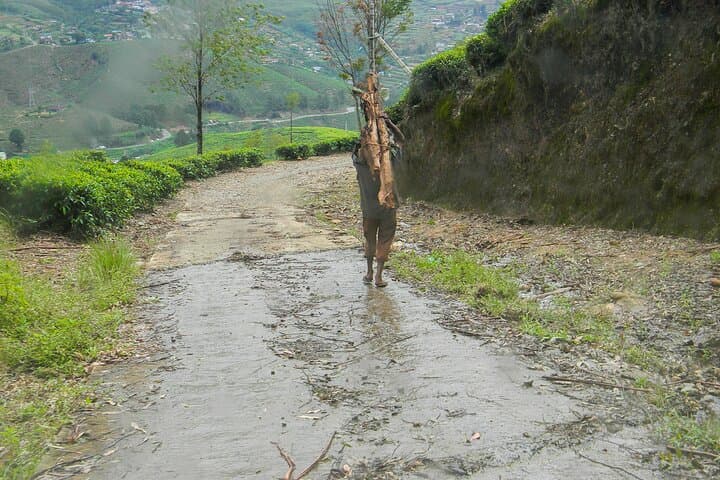 Single Tree Hill Hike Nuwara Eliya: Panoramic One-Tree Hill Trek photo 3