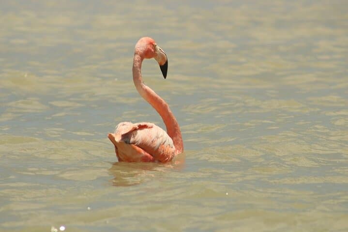 Private Rio Lagartos Flamingo & Pink Lakes Boat Tour — Day Trip From Cancun photo 2