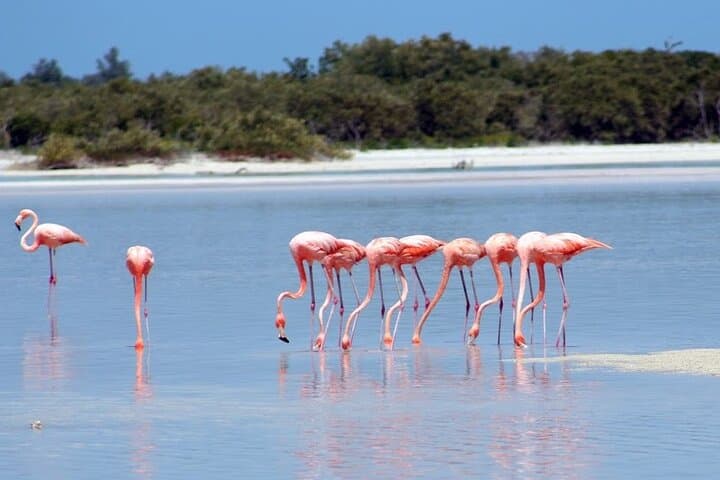 Private Rio Lagartos Flamingo & Pink Lakes Boat Tour — Day Trip From Cancun photo 1