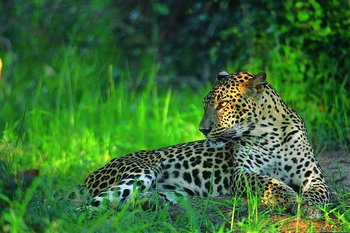 Sinharaja Rain Forest Trek: 2-Day Birdwatching & Nature Trails in Sri Lanka photo 4