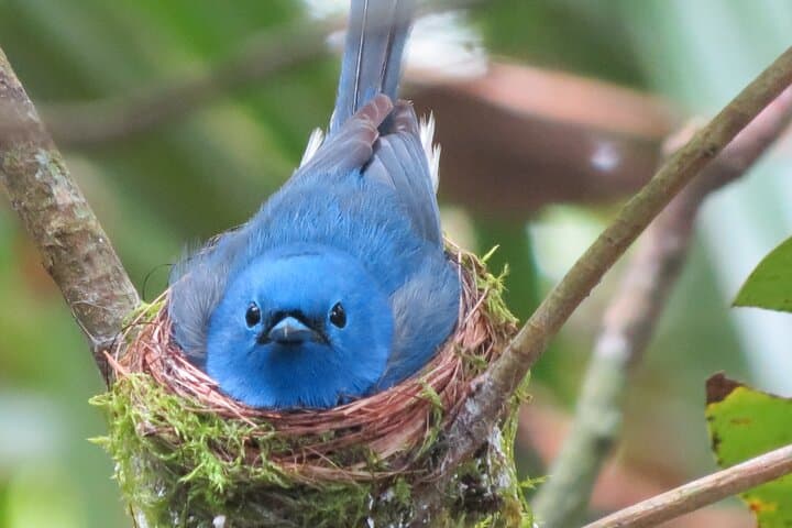 Sinharaja Rain Forest Trek: 2-Day Birdwatching & Nature Trails in Sri Lanka photo 3