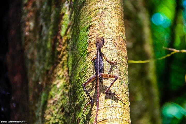 Sinharaja Rain Forest Trek: 2-Day Birdwatching & Nature Trails in Sri Lanka photo 5