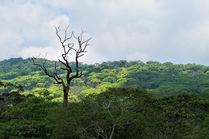 Sinharaja Rain Forest Trek: 2-Day Birdwatching & Nature Trails in Sri Lanka photo 2