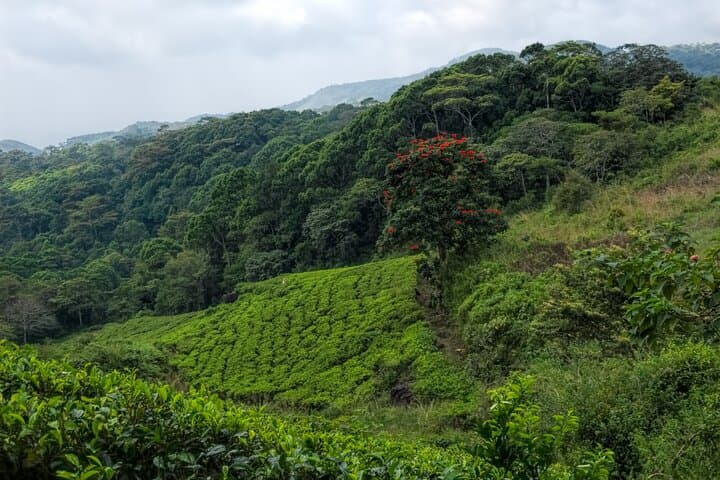 Sinharaja Rain Forest Trek: 2-Day Birdwatching & Nature Trails in Sri Lanka