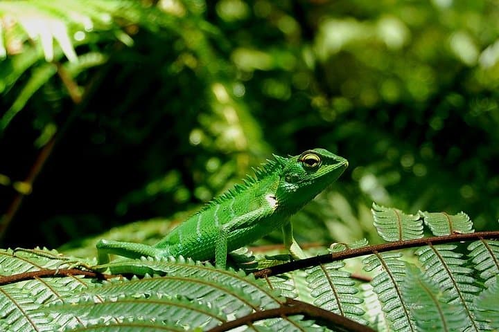 Sinharaja Rain Forest Trek: 2-Day Birdwatching & Nature Trails in Sri Lanka photo 6