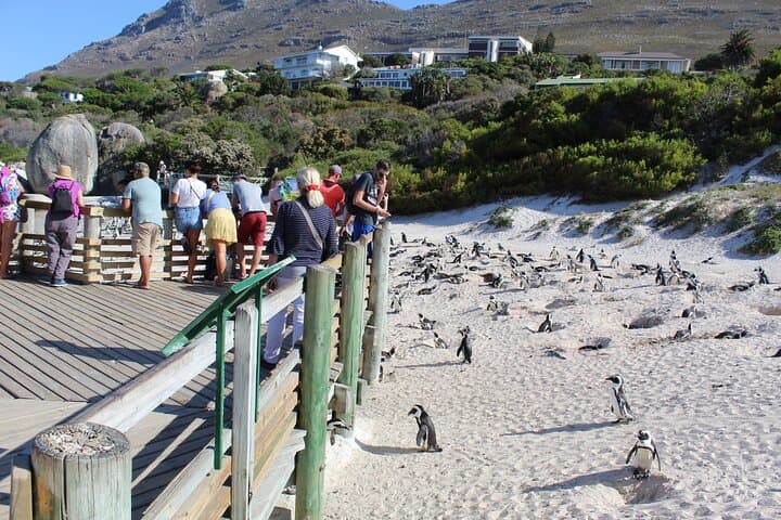 Cape Point & Boulders Penguins: Full‑Day Tour from Cape Town