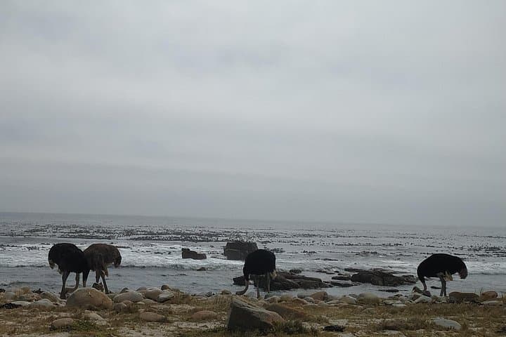 Peninsula Tour Cape Town: Full-Day Classic with Local Changemakers photo 6