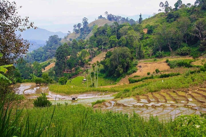 Illukpelessa Village Jungle Trek from Ella — River Crossings, Temple Ruins & Village Lunch photo 3