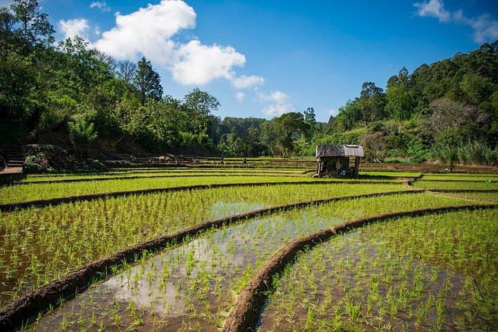 Illukpelessa Village Jungle Trek from Ella — River Crossings, Temple Ruins & Village Lunch photo 4