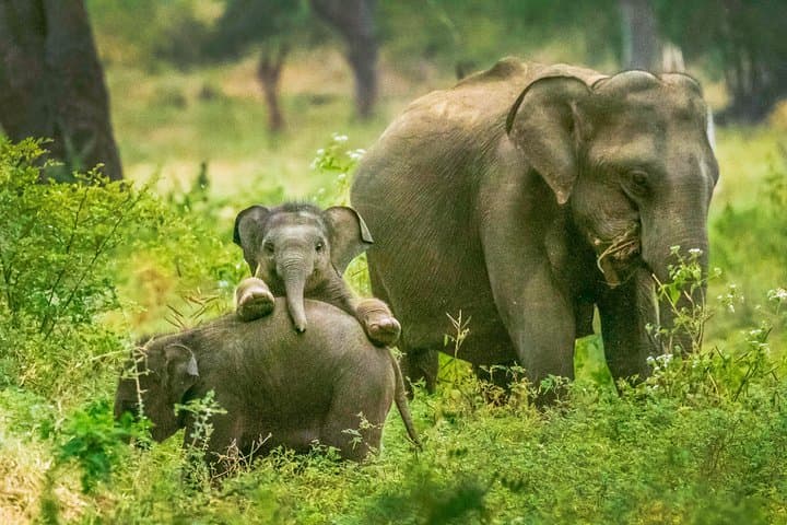 Yala National Park Safari from Tangalle — Jeep Drive to See Leopards & Elephants