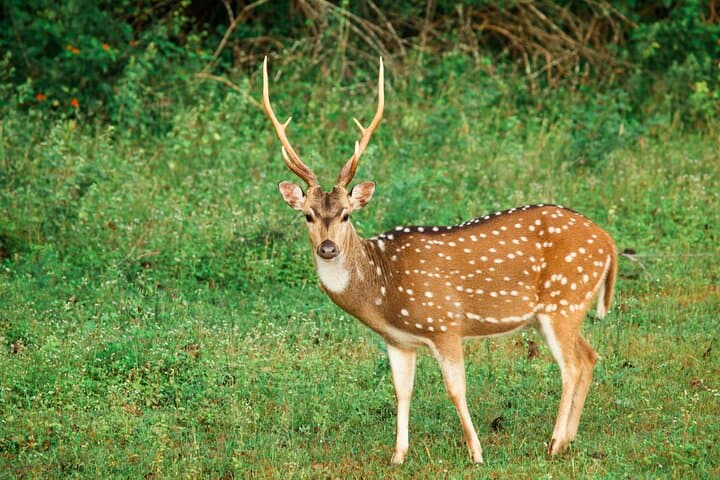 Yala National Park Safari from Tangalle — Jeep Drive to See Leopards & Elephants photo 5