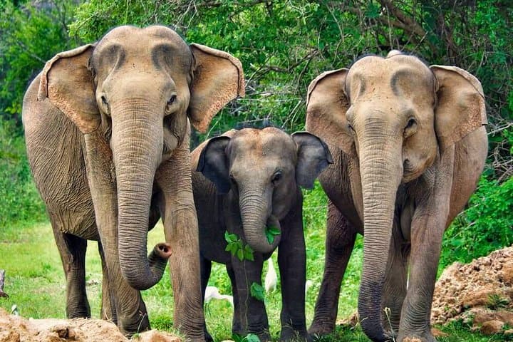 Yala National Park Safari from Tangalle — Jeep Drive to See Leopards & Elephants photo 6