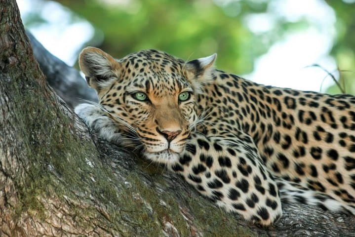 Yala National Park Safari from Tangalle — Jeep Drive to See Leopards & Elephants photo 2